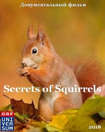 Беличьи секреты / Secrets of Squirrels (2018/DVB)