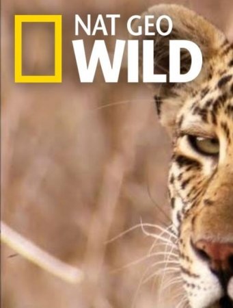 Nat Geo Wild: Царство леопардов / Leopard Kingdom (2018/HDTV) 1080i