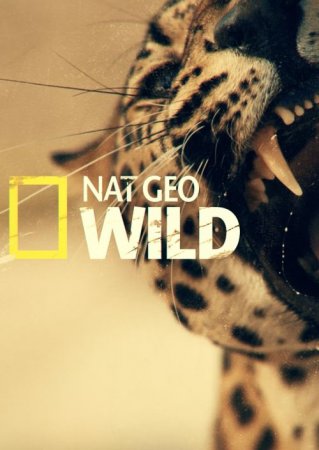 Nat Geo Wild: Охотница / Malika. Leopard Huntress (2018/HDTV) 1080i